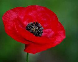 Poppy.jpg